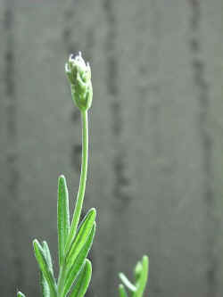 2001418.jpg (20262 �o�C�g)