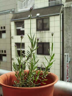 51.jpg (35665 �o�C�g)