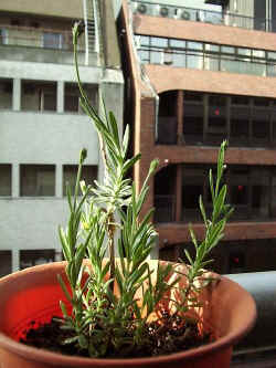 ds001.jpg (42143 �o�C�g)