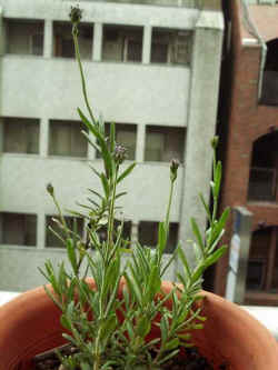 ds005.jpg (29348 �o�C�g)