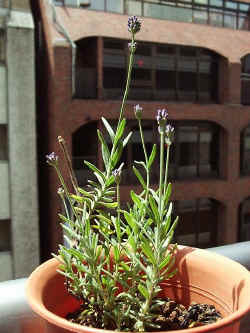 kawai002.jpg (43970 �o�C�g)