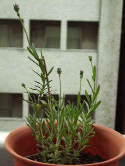 pl001.jpg (32913 �o�C�g)