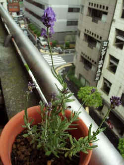 rv001.jpg (38287 �o�C�g)