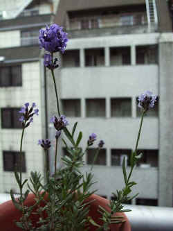 rv007.jpg (30440 �o�C�g)