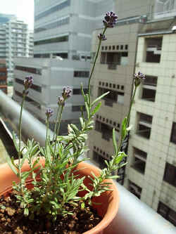 shqz002.jpg (41190 �o�C�g)