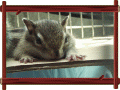 photo.gif (156641 oCg)